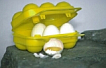Eierbox fr 6 Eier